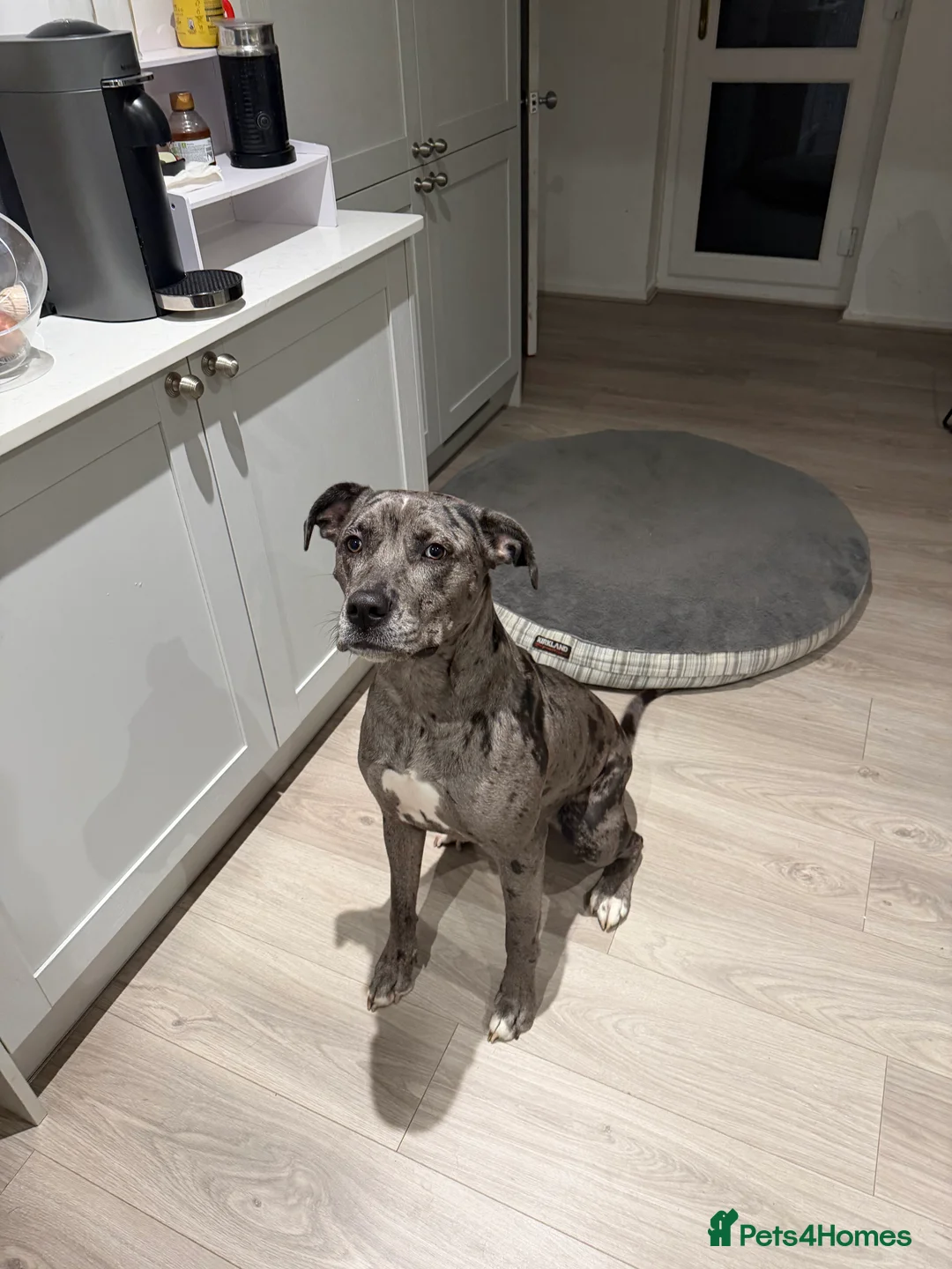 Mixed Breed dogs for sale: Coco female dog  in Bedford - Advert 1