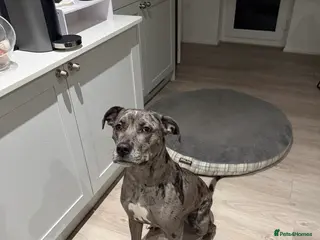 Mixed Breed dogs Coco female dog - Advert 1