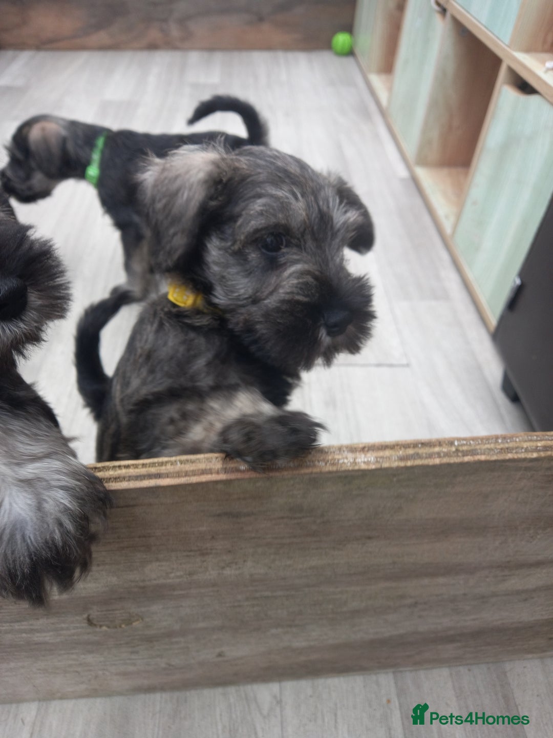 Miniature Schnauzer dogs for sale: Miniture shnauzer puppies - Image 6