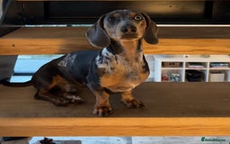 Dachshund dogs for stud: Dapple Dachshund  in Ellesmere Port - Image 6