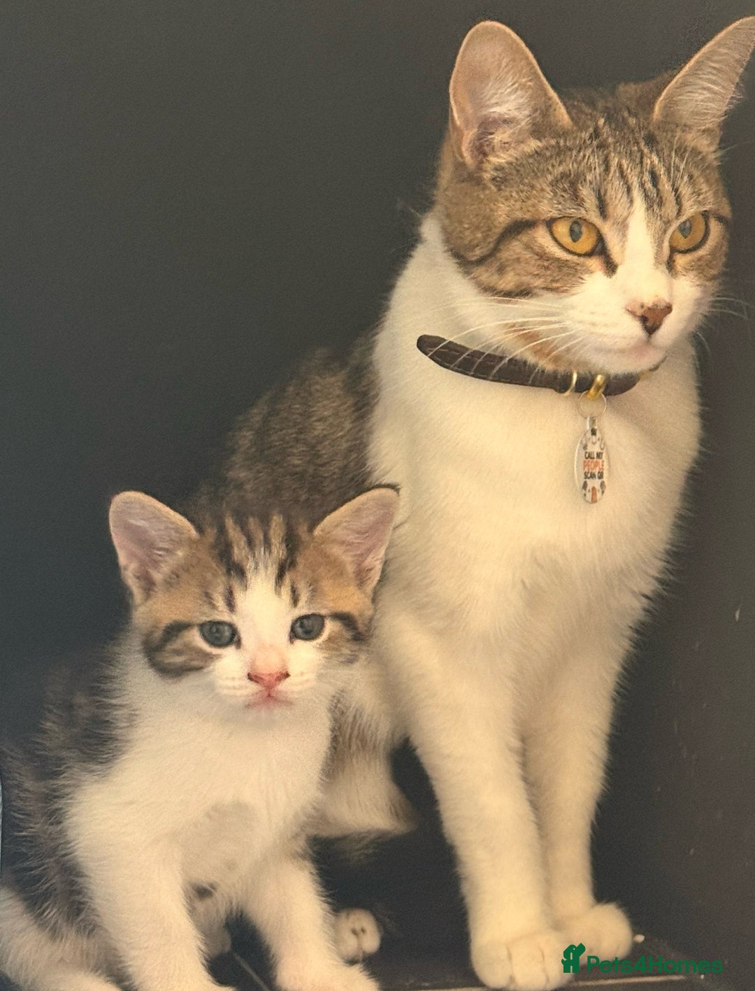 Mixed Breed cats for sale: Tabby kittens  - Image 5