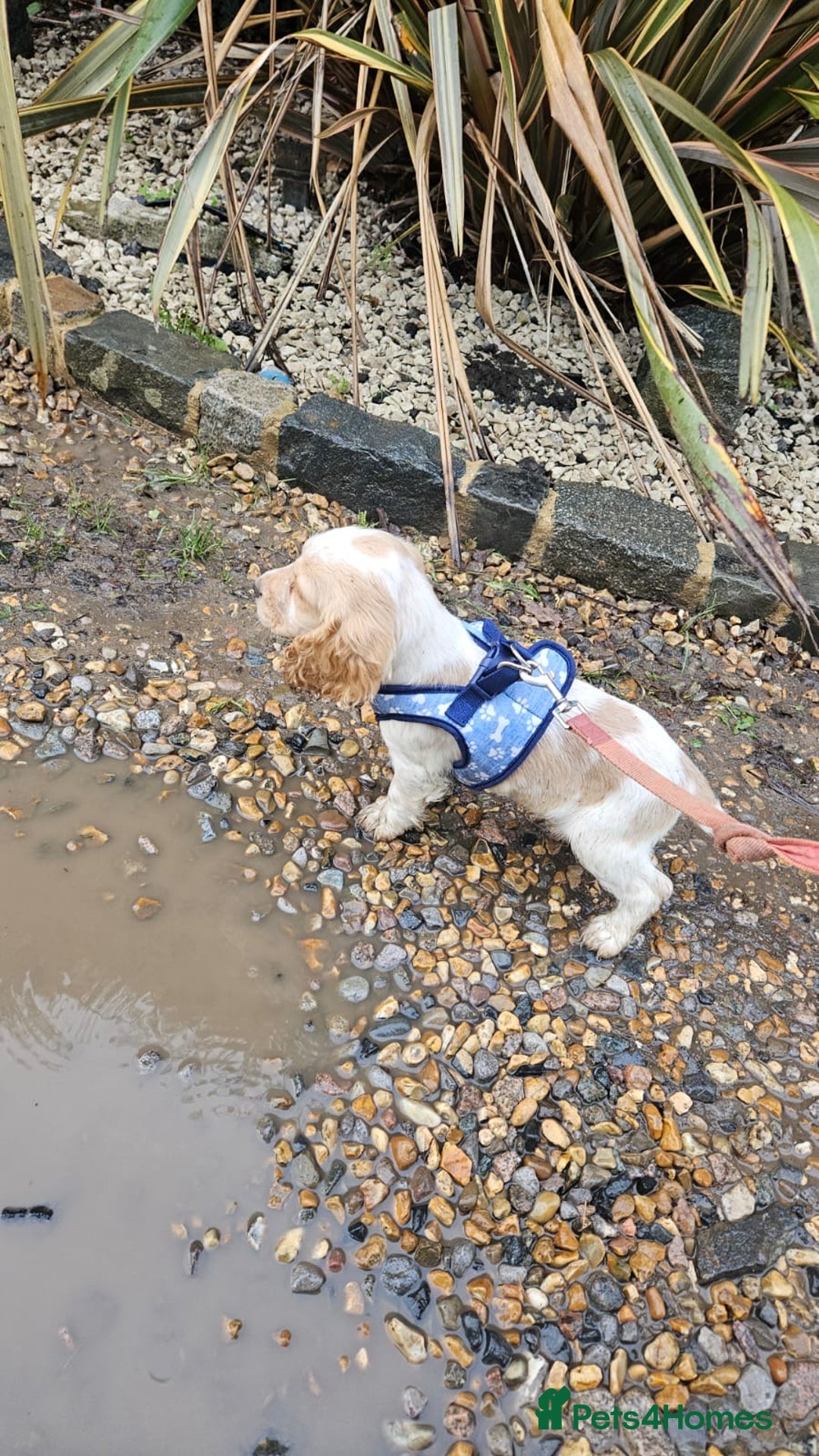 Cocker Spaniel dogs for sale: 1 boy available orange roan  - Advert 2