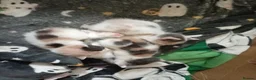 Mixed Breed cats for sale: 4 male calicos - Advert 12