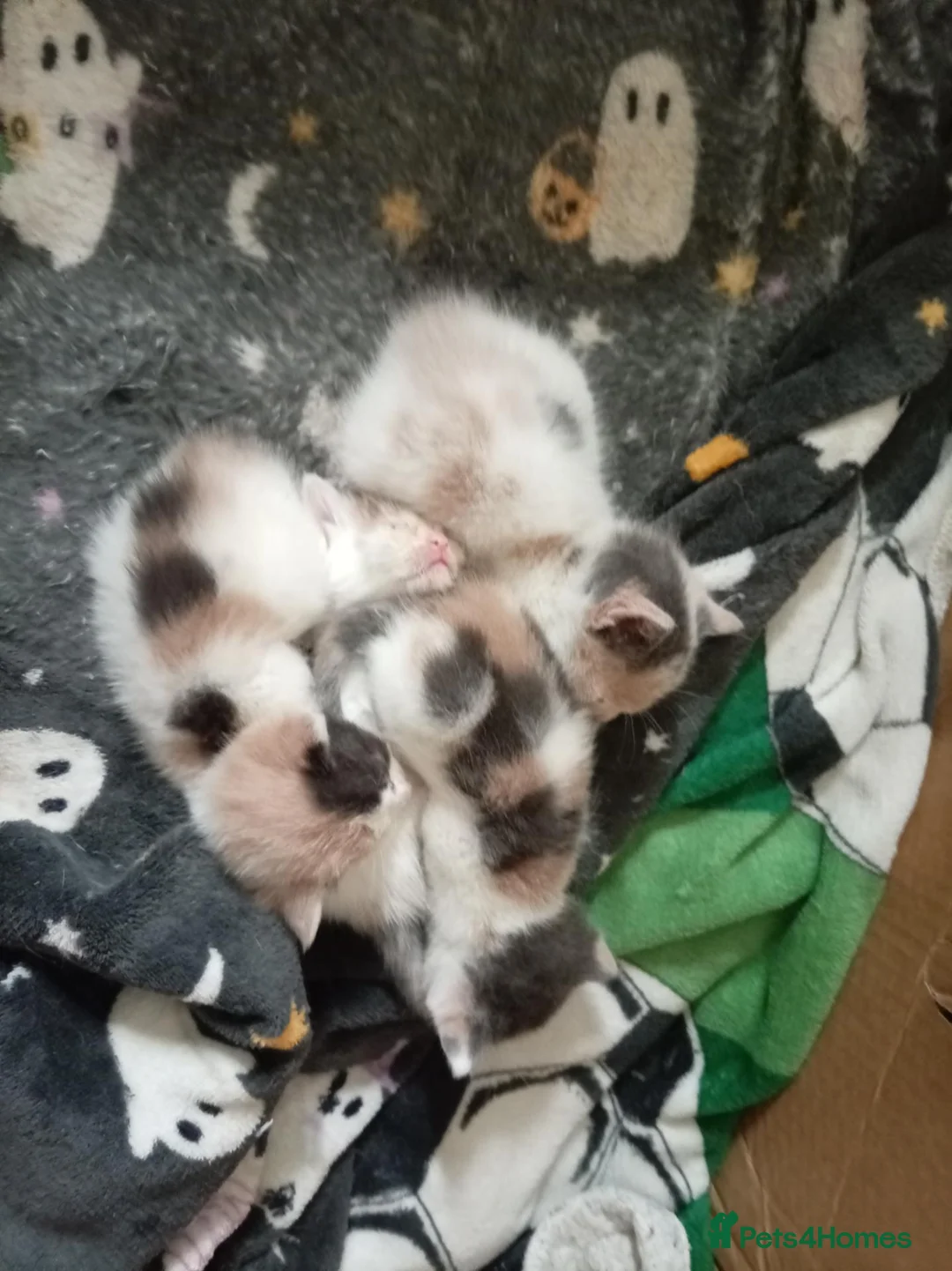 Mixed Breed cats for sale: 4 male calicos - Advert 12