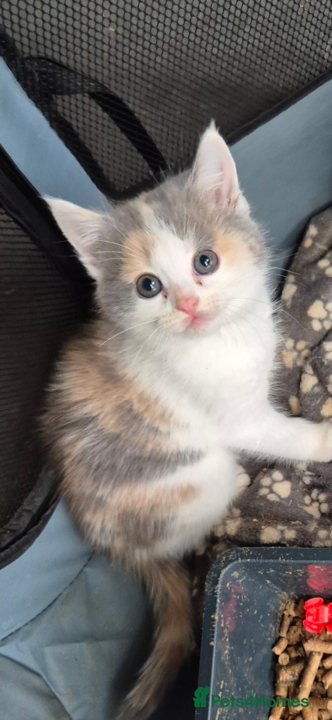 Mixed Breed cats for sale: Beautiful maincoon x bsh - Image 2