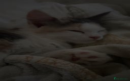 Maine Coon cats for sale: Beautiful kitten - Image 2