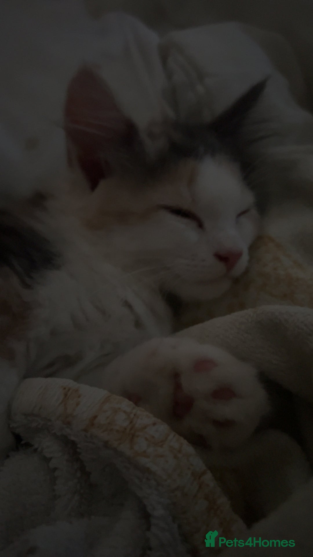 Maine Coon cats for sale: Beautiful kitten - Image 2