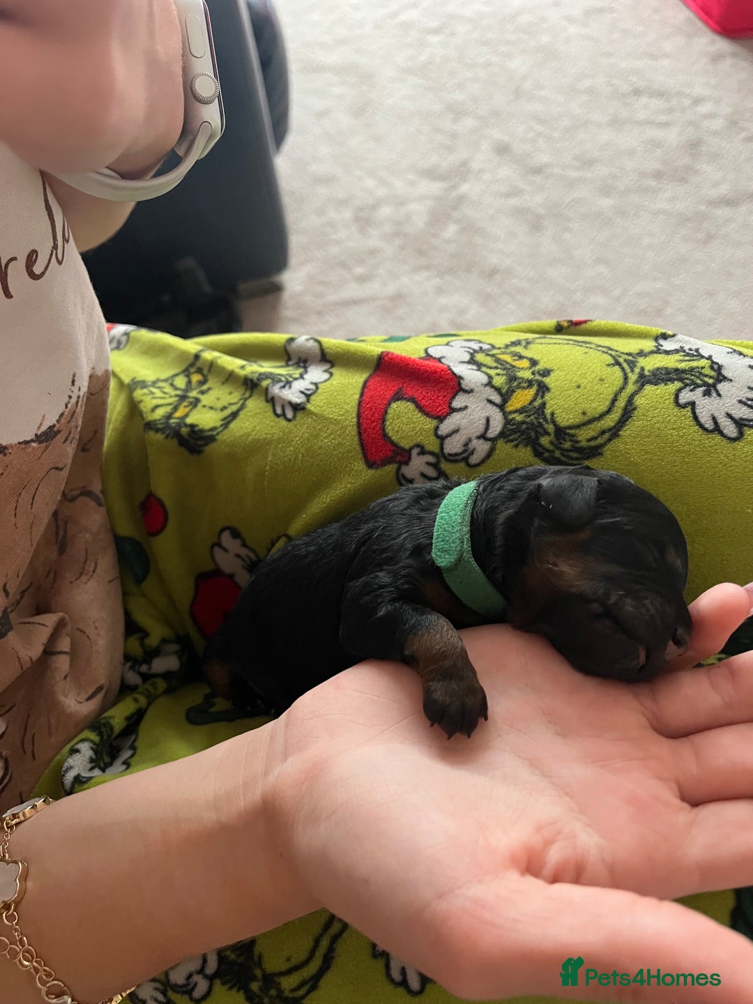 Cavapoo dogs for sale: Cute cavas for best homes only!  - Image 7