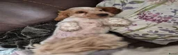 Cocker Spaniel dogs for sale: Show Cocker Spaniel - Advert 10