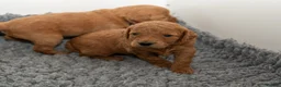 Mini Goldendoodle dogs for sale: Mini Goldendoodle Waiting List  - Advert 4