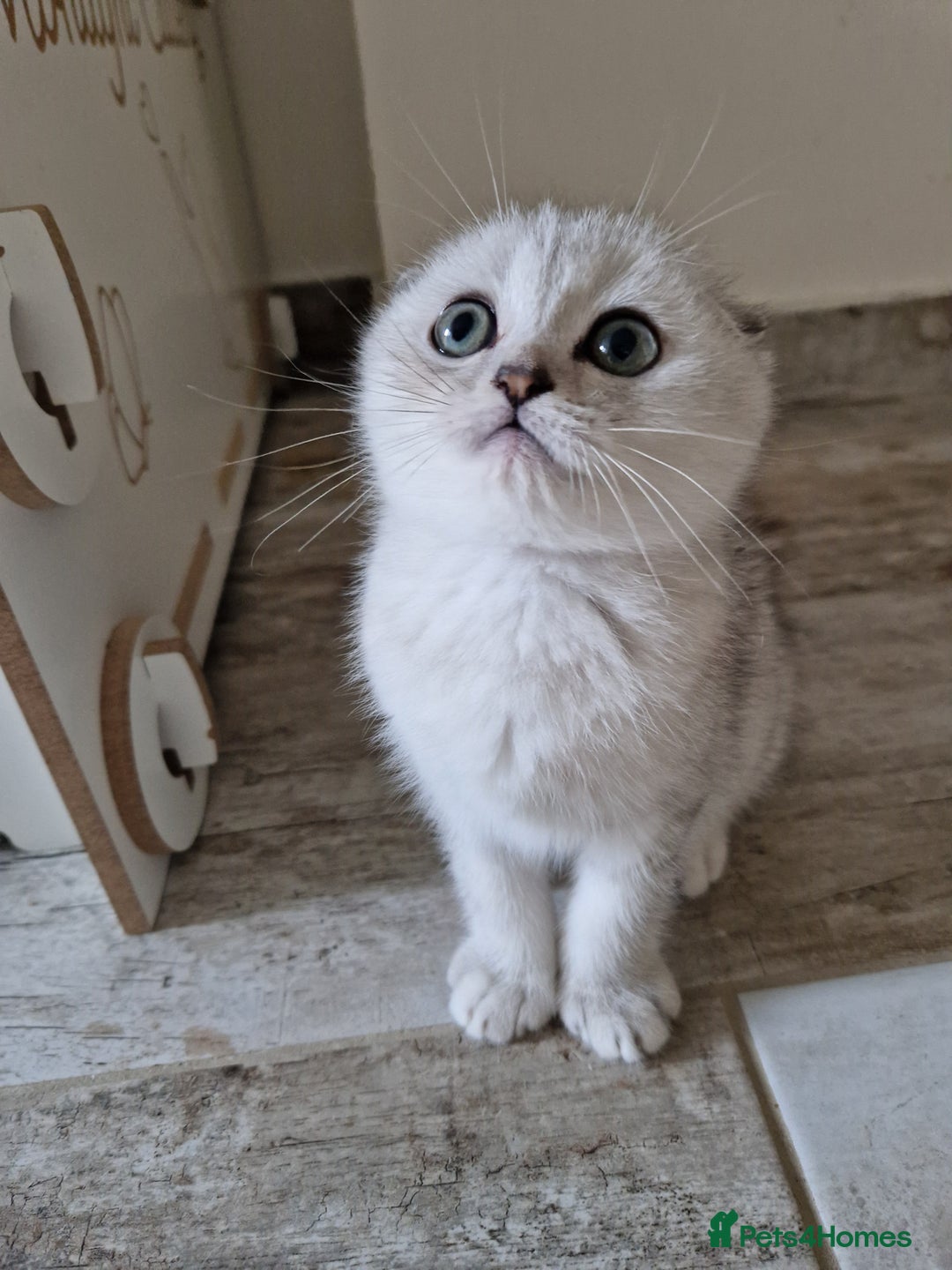 Scottish Fold cats for sale: Schotish straith and fold kittens😻 - Image 19