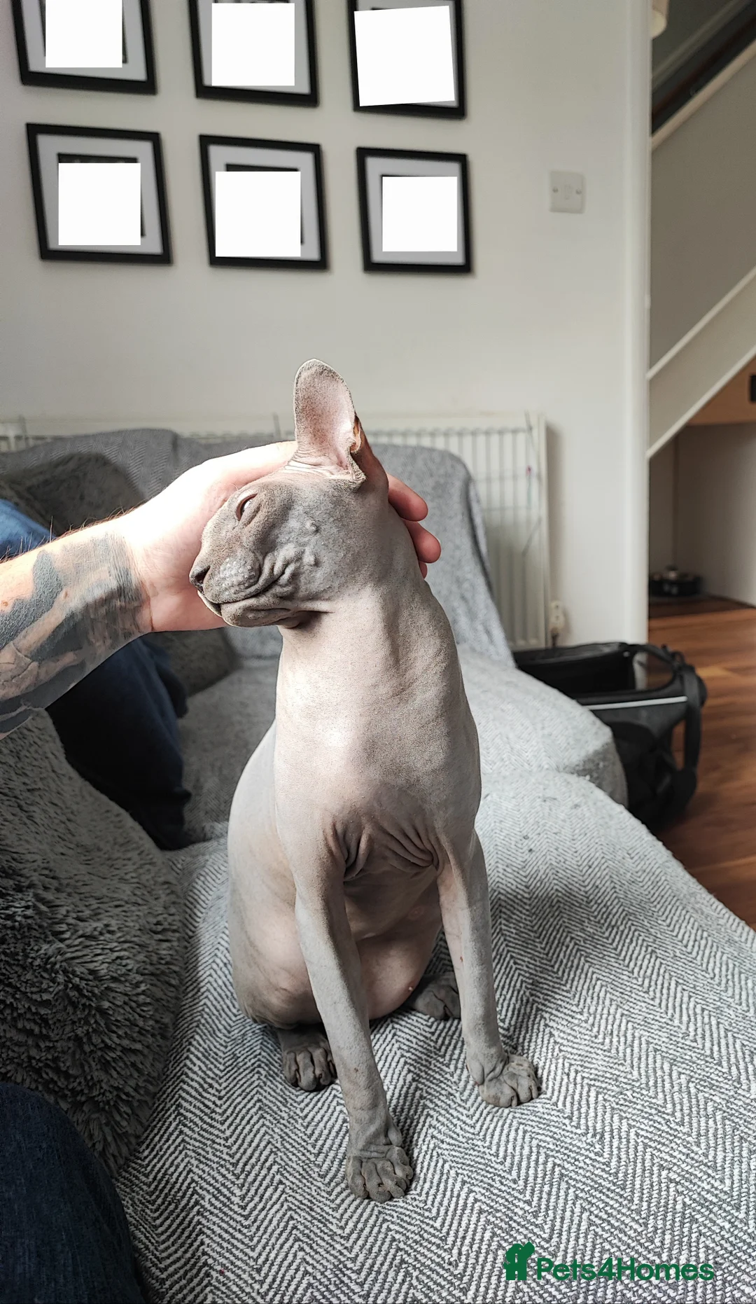 Sphynx cats for sale: Sphynx Cat for Sale – Meet Maverick! - Advert 7