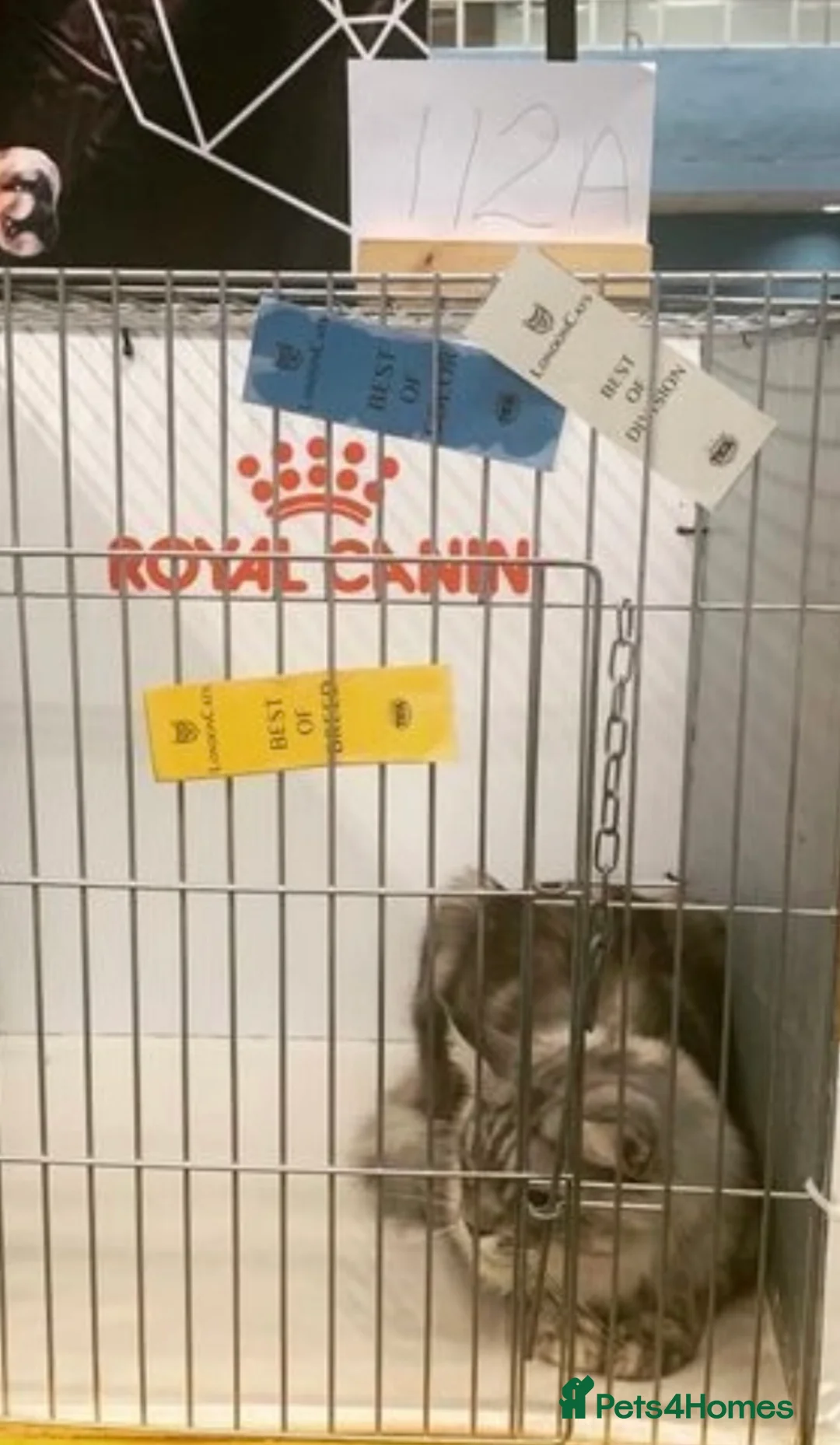 Maine Coon cats for stud: TICA champion and ICWW Maine Coon stud available  in Brighouse - Advert 25