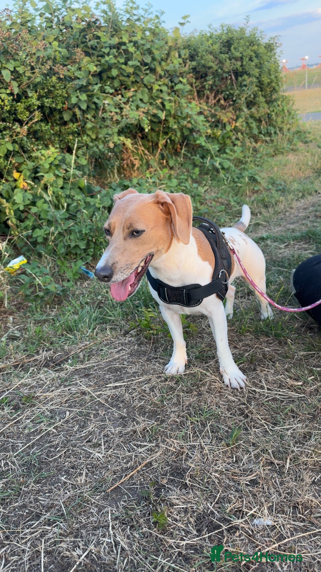 Jack Russell dogs for sale: Brother and sister Jack russels - Image 10