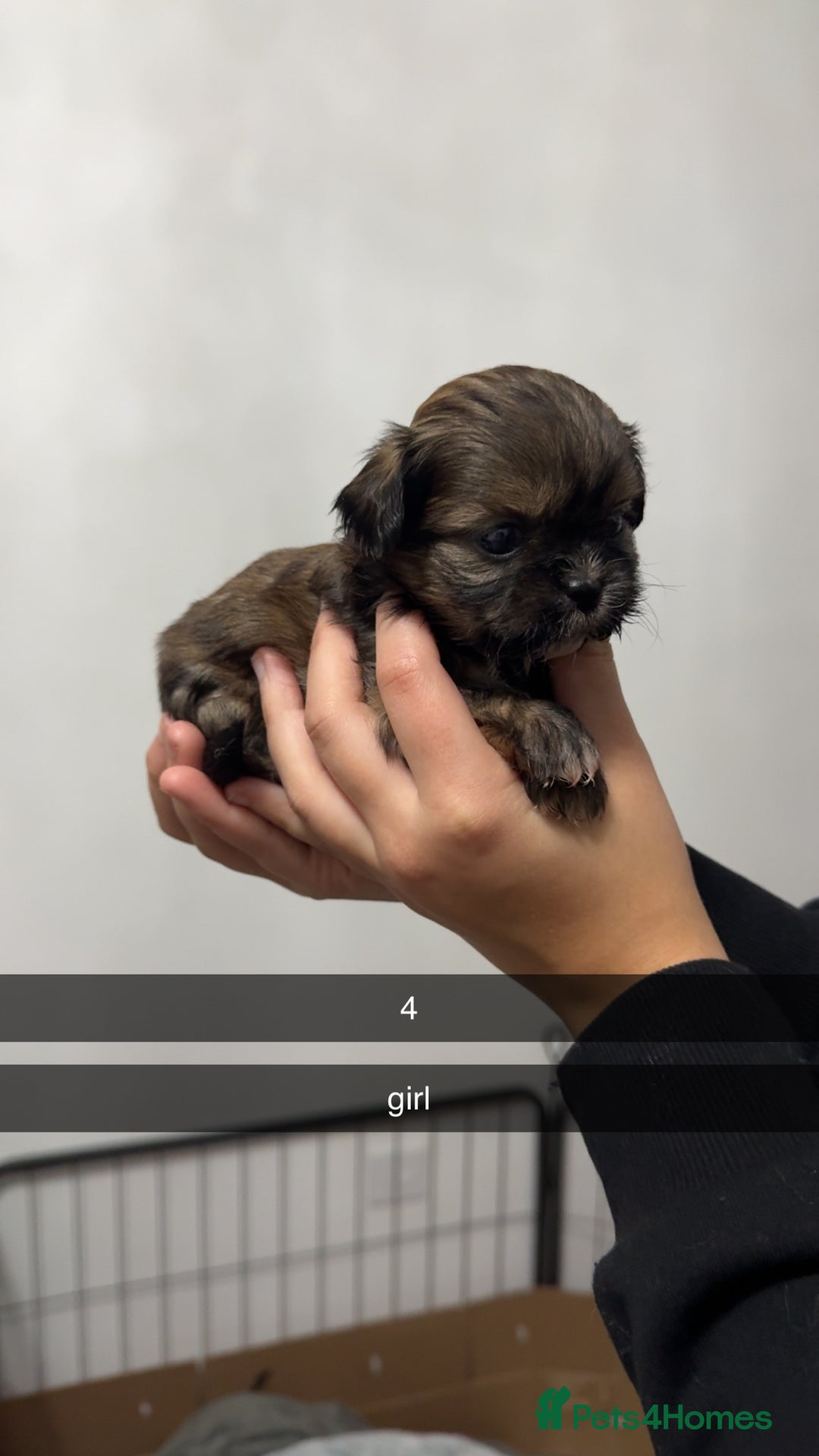 Shih Tzu dogs for sale: Shih tzu puppies for sale 2 girls 2 boys - Advert 5