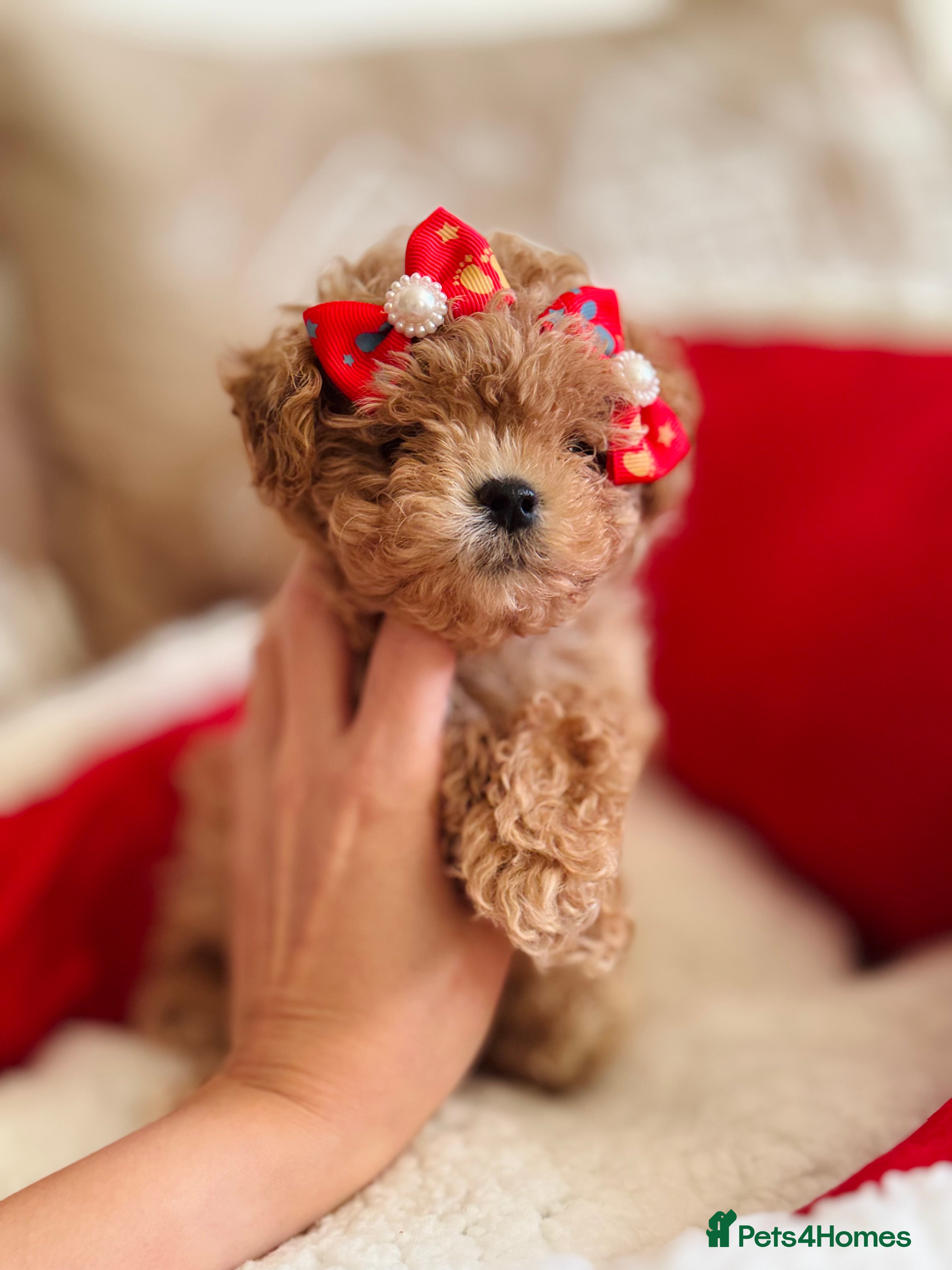Maltipoo dogs ✨Outstanding Quality Tiny Asian Maltipoo Girls✨ - Advert 1