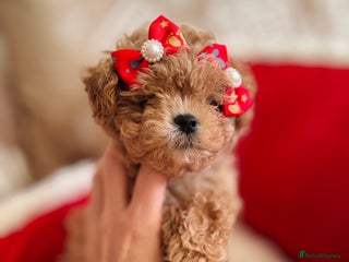 Maltipoo dogs ✨Outstanding Quality Tiny Asian Maltipoo Girls✨ - Advert 1