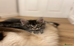 Ragcoon cats for sale: Ragcoons!  in Shepton Mallet - Image 5