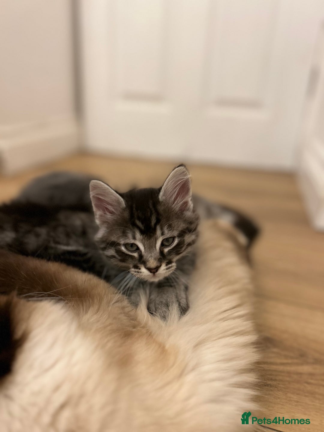 Ragcoon cats for sale: Ragcoons!  in Shepton Mallet - Image 5