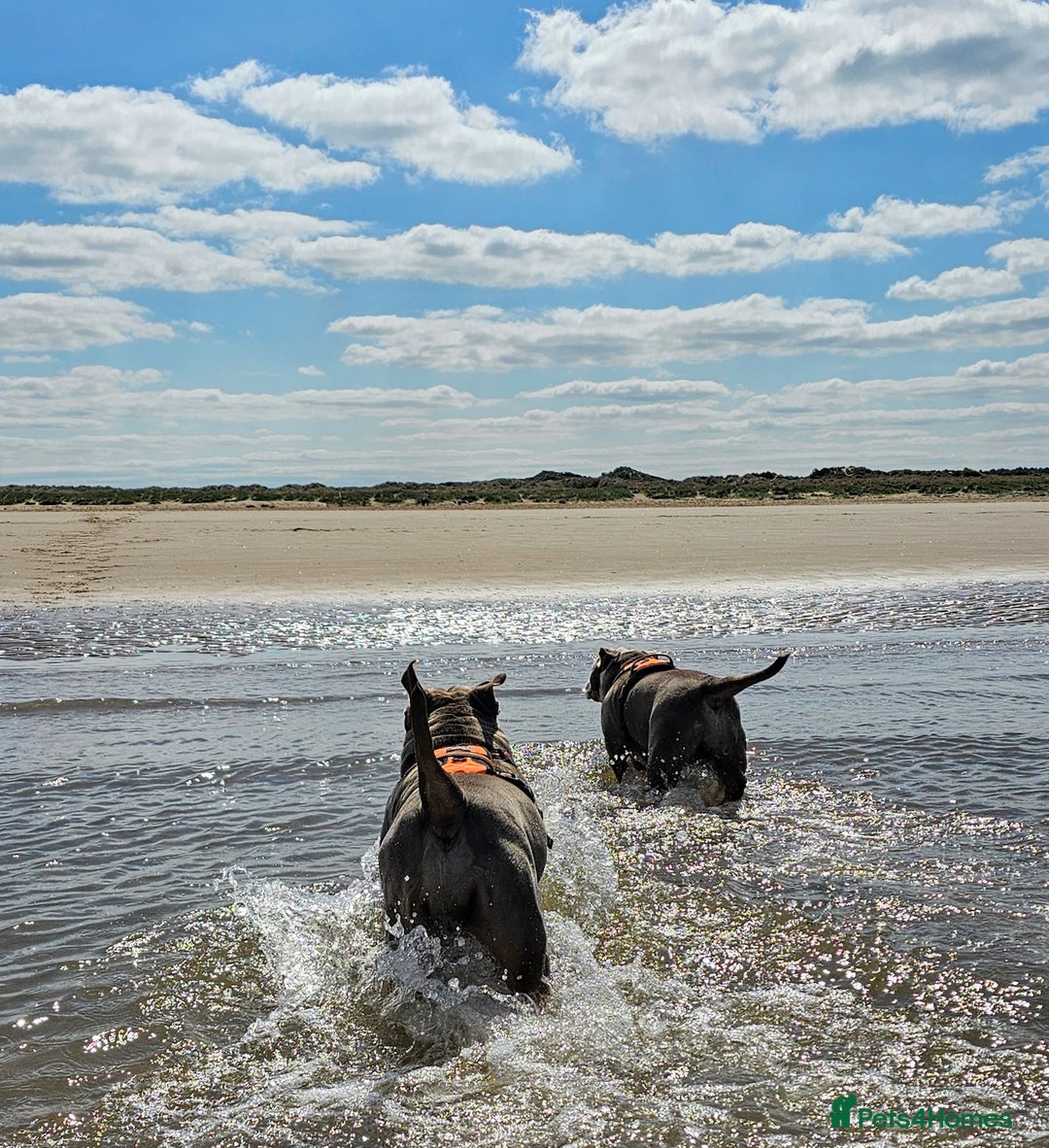 Mixed Breed dogs for sale: The tale of 2 sisters - Image 1