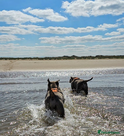 Mixed Breed dogs - Advert 1