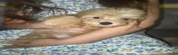 Maltipoo dogs for sale: Multipoo  - Advert 14