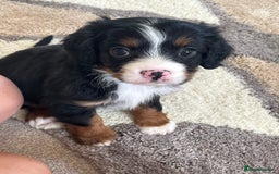 Cavapoo dogs for sale: Tri cavapoo puppy ready now  - Image 1