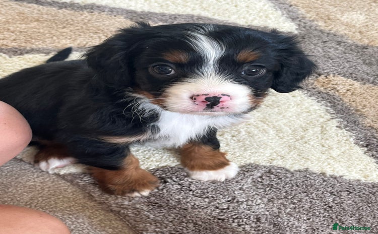 Cavapoo dogs - Advert 1