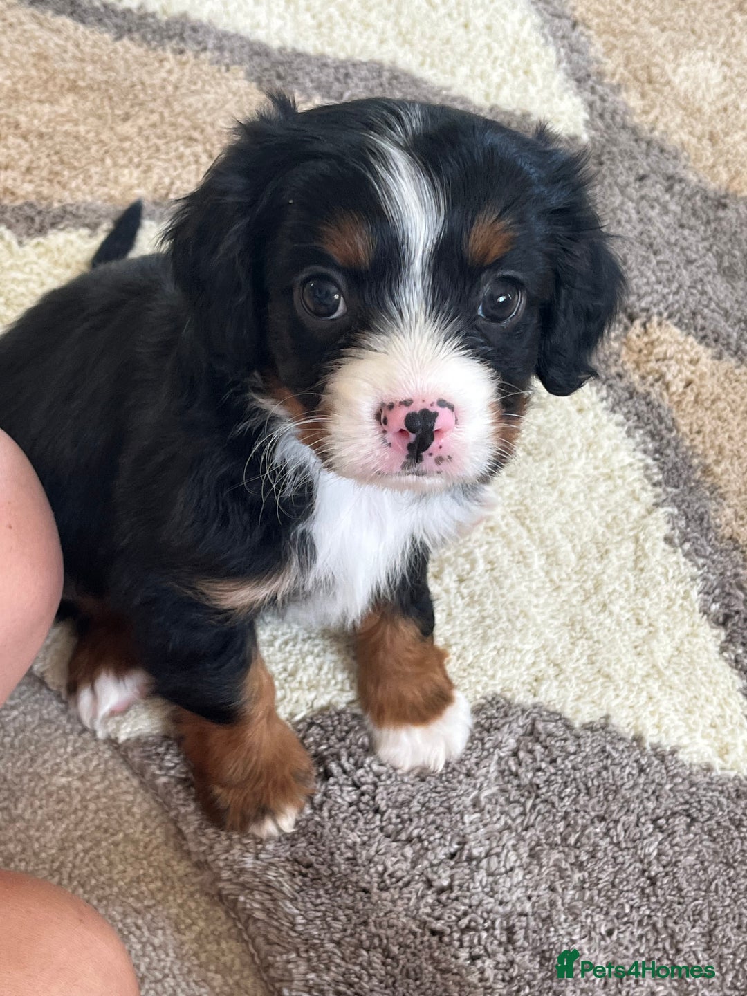 Cavapoo dogs for sale: Tri cavapoo puppy ready now  - Image 1