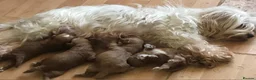 Maltipoo dogs for sale: DNA Asian maltipoo puppies  - Advert 8