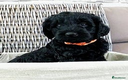 Mixed Breed dogs for sale: Multi gen australian labradoodles - Image 3