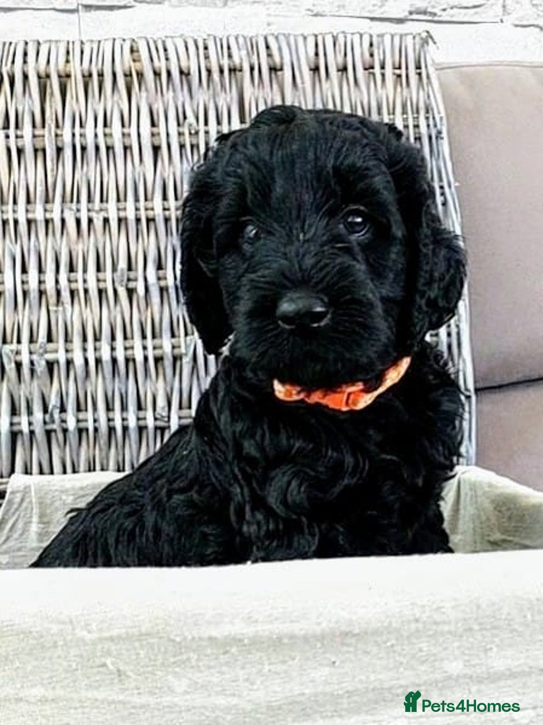 Mixed Breed dogs for sale: Multi gen australian labradoodles - Image 3