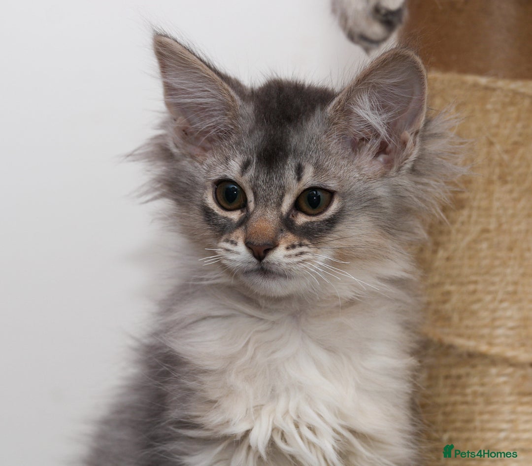 Somali cats for sale: Blue silver female Somali - Advert 8