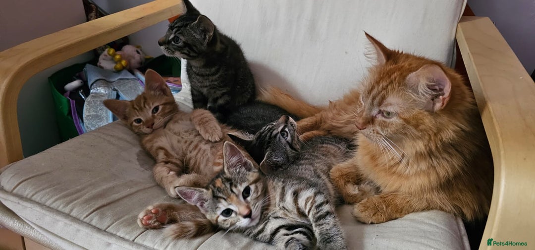 Mixed Breed cats for sale: 2 tabby males are available and ready for new home in Bristol - Image 7