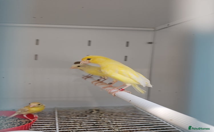 Finches birds - Advert 2