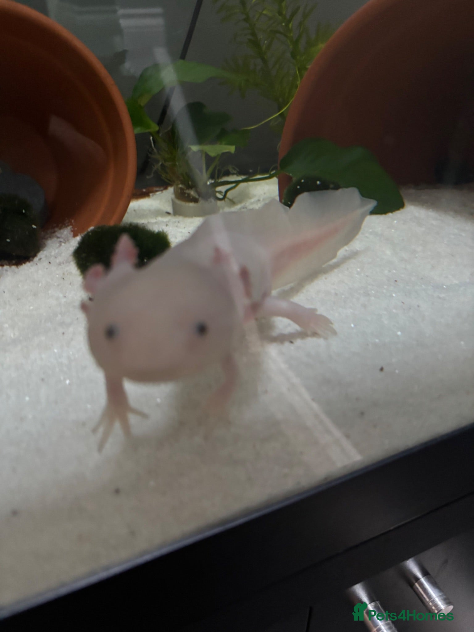 Axolotl reptiles Axolotls for sale - Advert 1