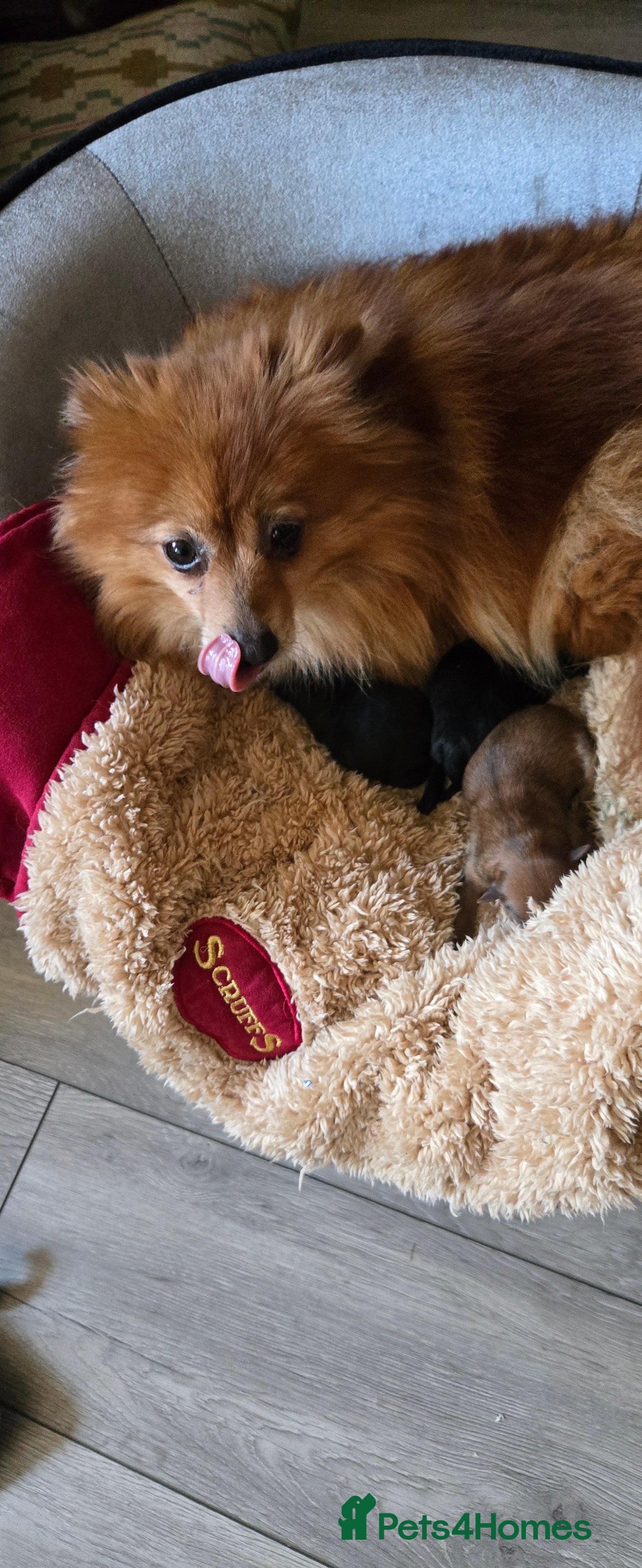 Pomeranian dogs Pretty cute Pomeranians  - Advert 1