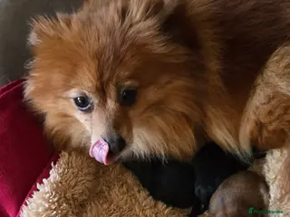 Pomeranian dogs Pretty cute Pomeranians - Advert 1