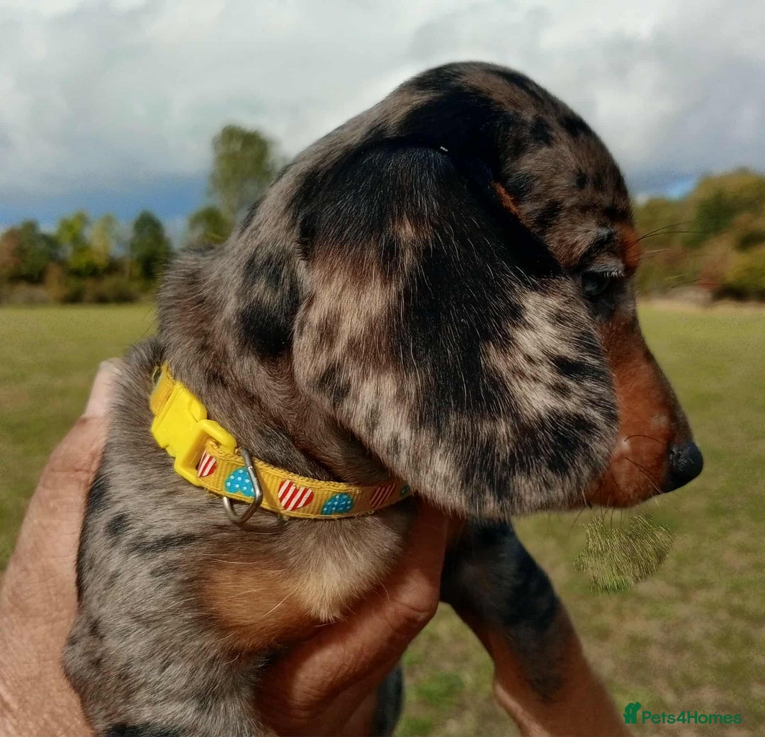 Miniature Dachshund dogs for sale: Stunning silver dapple miniature dachshunds  - Image 6