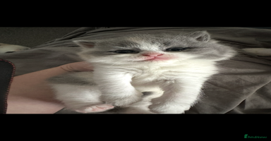 British Shorthair cats - Advert 16