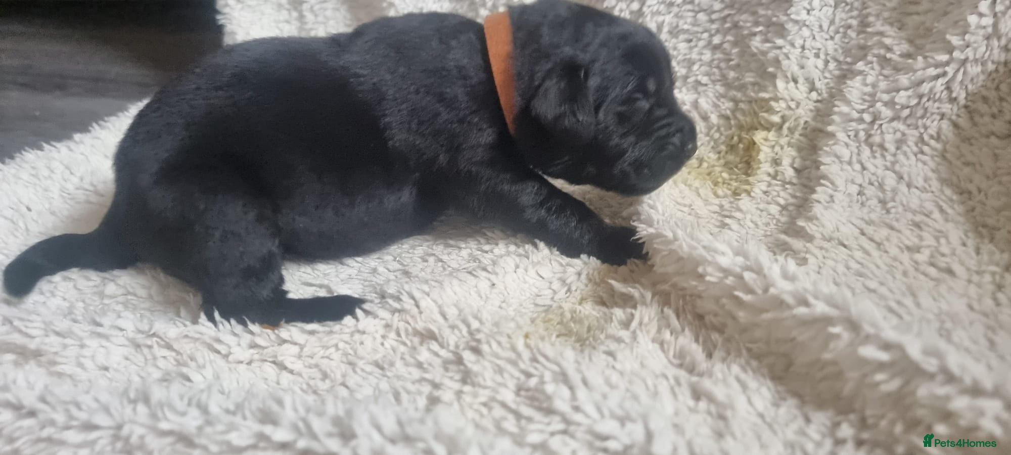 Mixed Breed dogs Newfador lab x newfie - Advert 1