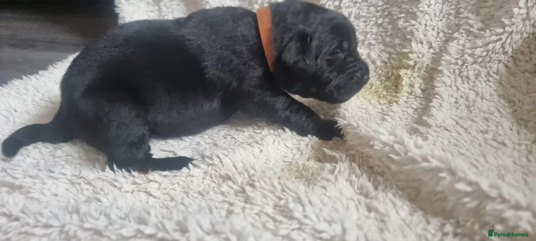 Mixed Breed dogs for sale: Newfador lab x newfie - Advert 1