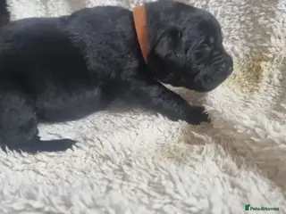 Mixed Breed dogs Newfador lab x newfie - Advert 1