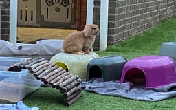 Mini Lop rabbits for sale: Mini lop female orange doe 19 weeks old  - Image 2