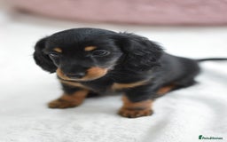 Miniature Dachshund dogs for sale: Gorgeous Longhair Miniature Dachshund Girls - Image 16