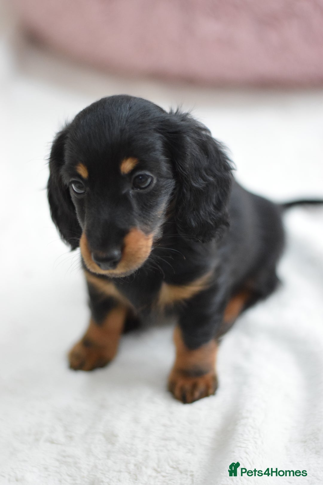 Miniature Dachshund dogs for sale: Gorgeous Longhair Miniature Dachshund Girls - Image 16