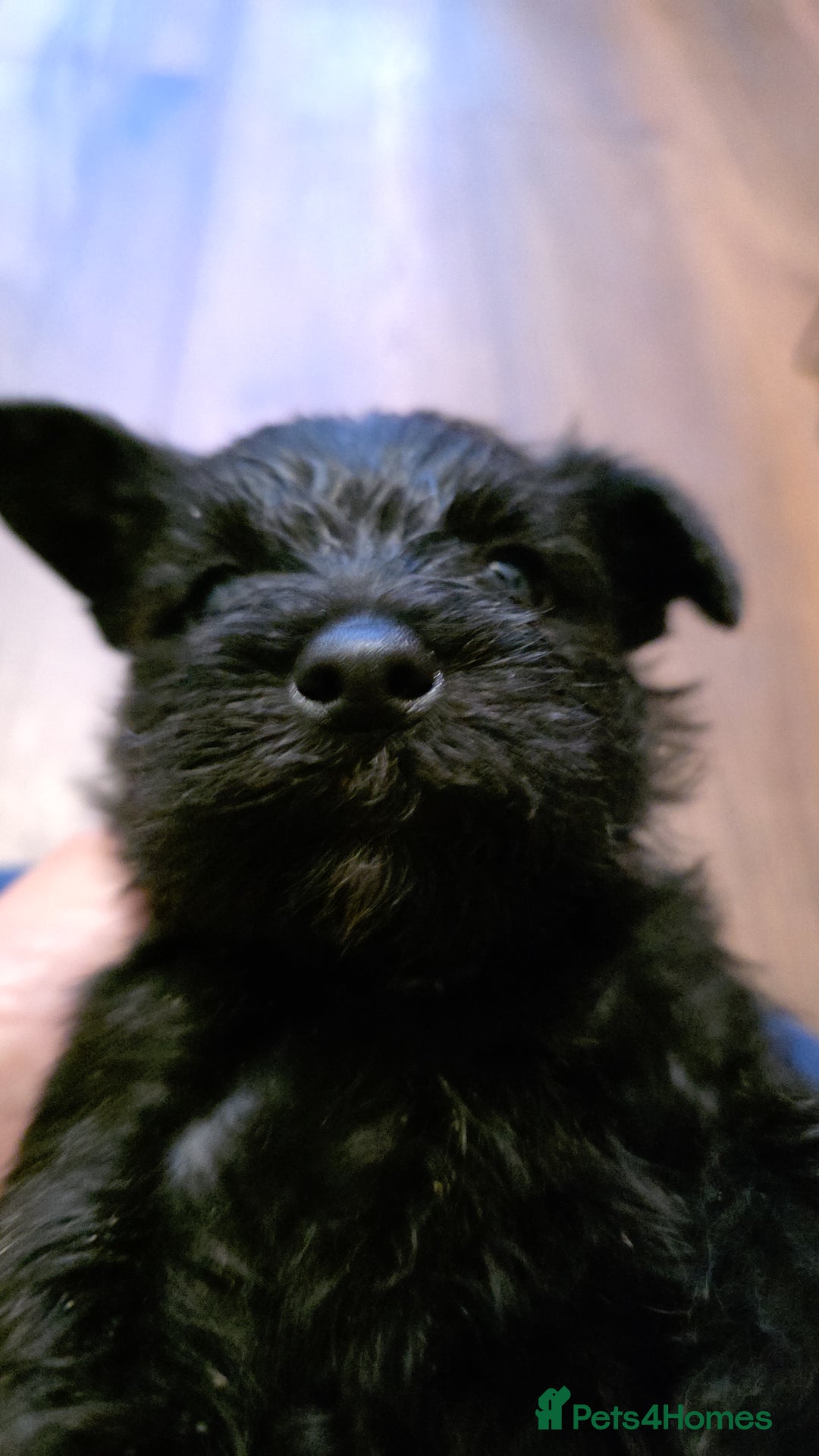 Miniature Schnauzer dogs for sale: Beautiful  miniature schnauzers - Advert 3