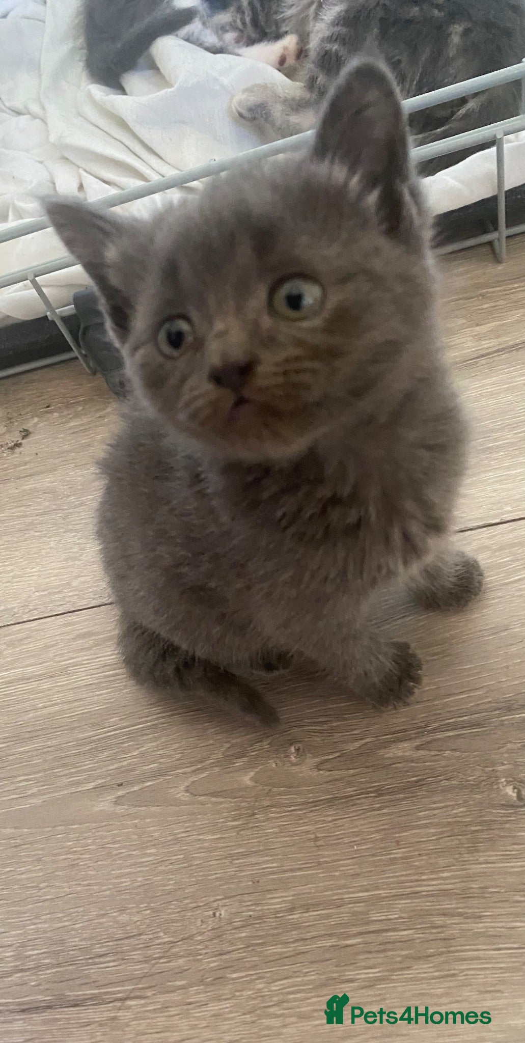 Mixed Breed cats Beautiful.cuddly and playful mixed kittens  - Advert 17