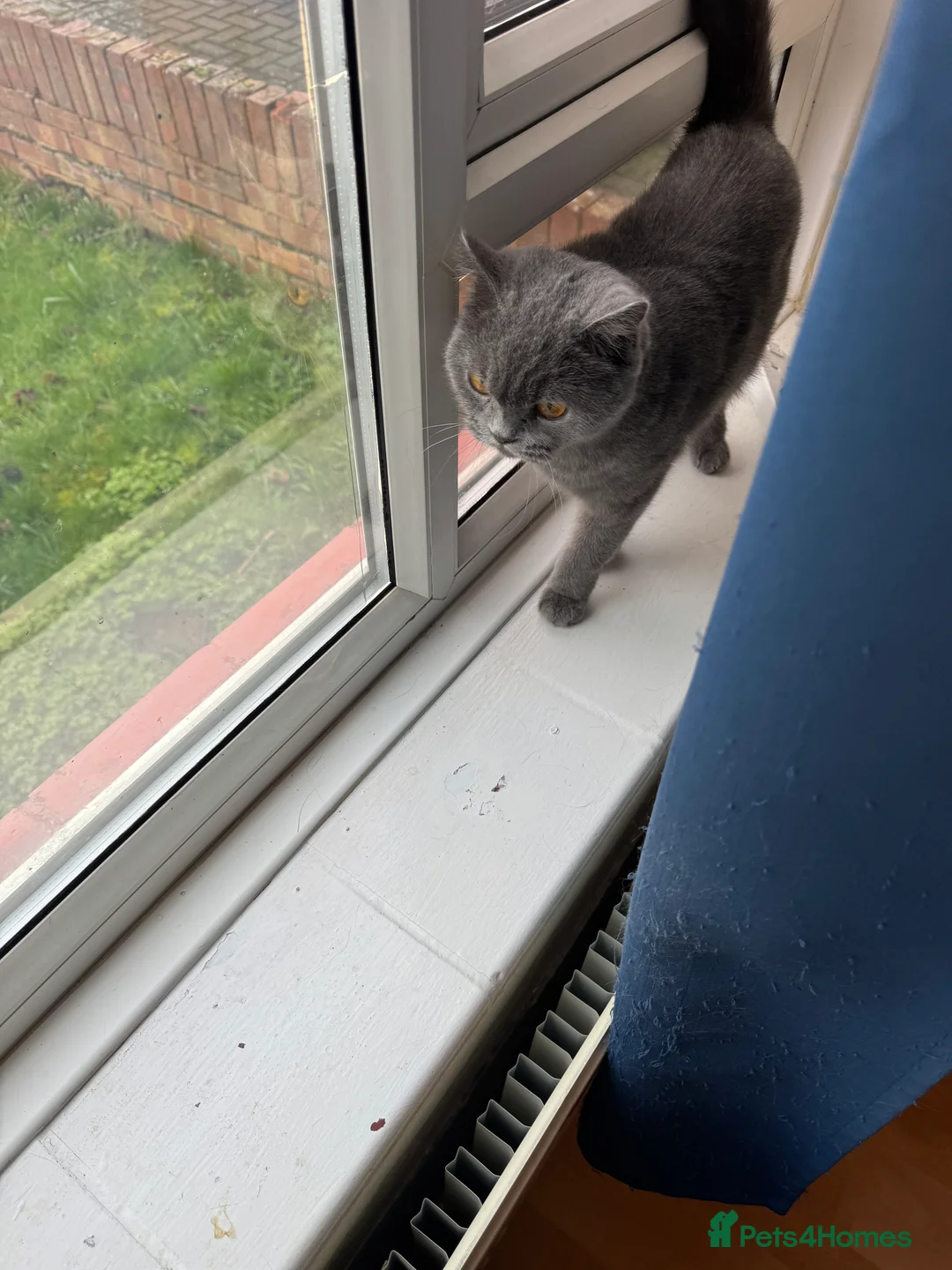 British Shorthair cats for sale: Female cat for sale - Advert 4