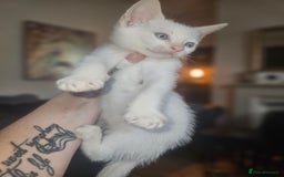 Sphynx cats for sale: Snow coated shpynx with sky blue eyes - Image 14